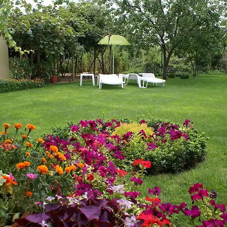 Kiwi גולדן סנדס